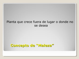 Concepto de “Maleza”Concepto de “Maleza”
Planta que crece fuera de lugar o donde no
se desea
 