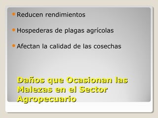 Daños que Ocasionan lasDaños que Ocasionan las
Malezas en el SectorMalezas en el Sector
AgropecuarioAgropecuario
Reducen rendimientos
Hospederas de plagas agrícolas
Afectan la calidad de las cosechas
 