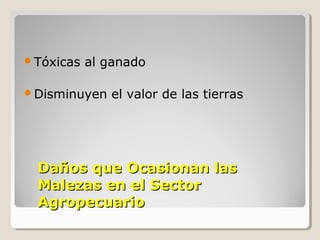 Daños que Ocasionan lasDaños que Ocasionan las
Malezas en el SectorMalezas en el Sector
AgropecuarioAgropecuario
Tóxicas al ganado
Disminuyen el valor de las tierras
 