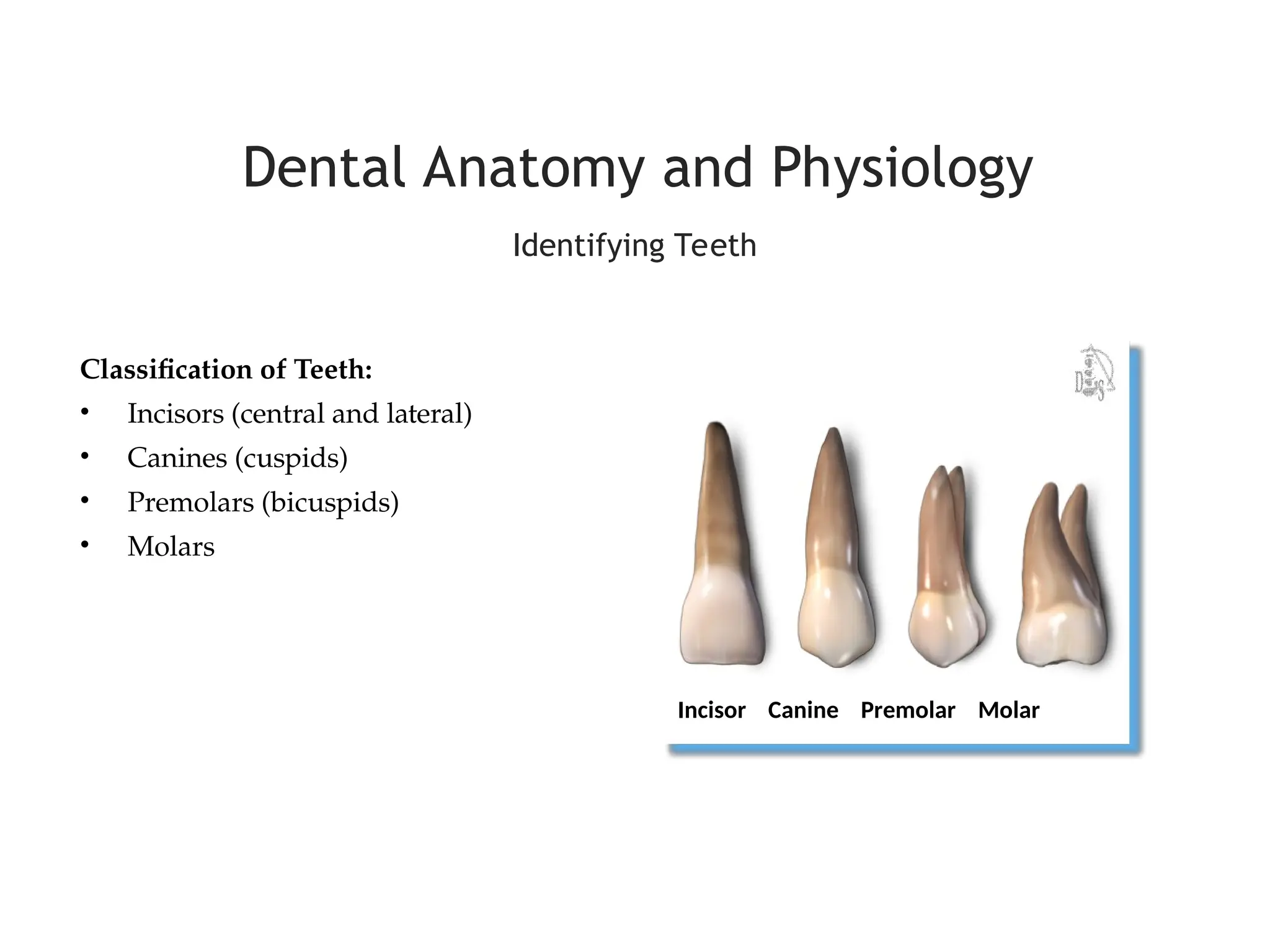 DAP-02 tooth numbering Tooth numbering.ppt