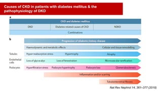 Nat Rev Nephrol 14, 361–377 (2018)
Causes of CKD in patients with diabetes mellitus & the
pathophysiology of DKD
 