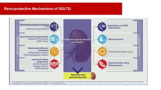 Reno-protective Mechanisms of SGLT2i
 