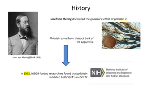 Josef von Mering (1849-1908)
Josef von Mering discovered the glucosuric effect of phlorizin in
1888.
History
Phlorizin came from the root bark of
the apple tree
in 1995, NIDDK-funded researchers found that phlorizin
inhibited both SGLT1 and SGLT2
 