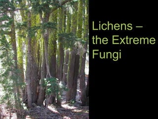 Lichens –
the Extreme
Fungi
 