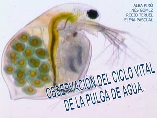 OBSERVACIÓN DEL CICLO VITAL DE LA PULGA DE AGUA. ALBA PIRÓ INÉS GÓMEZ ROCIO TERUEL ELENA PASCUAL 