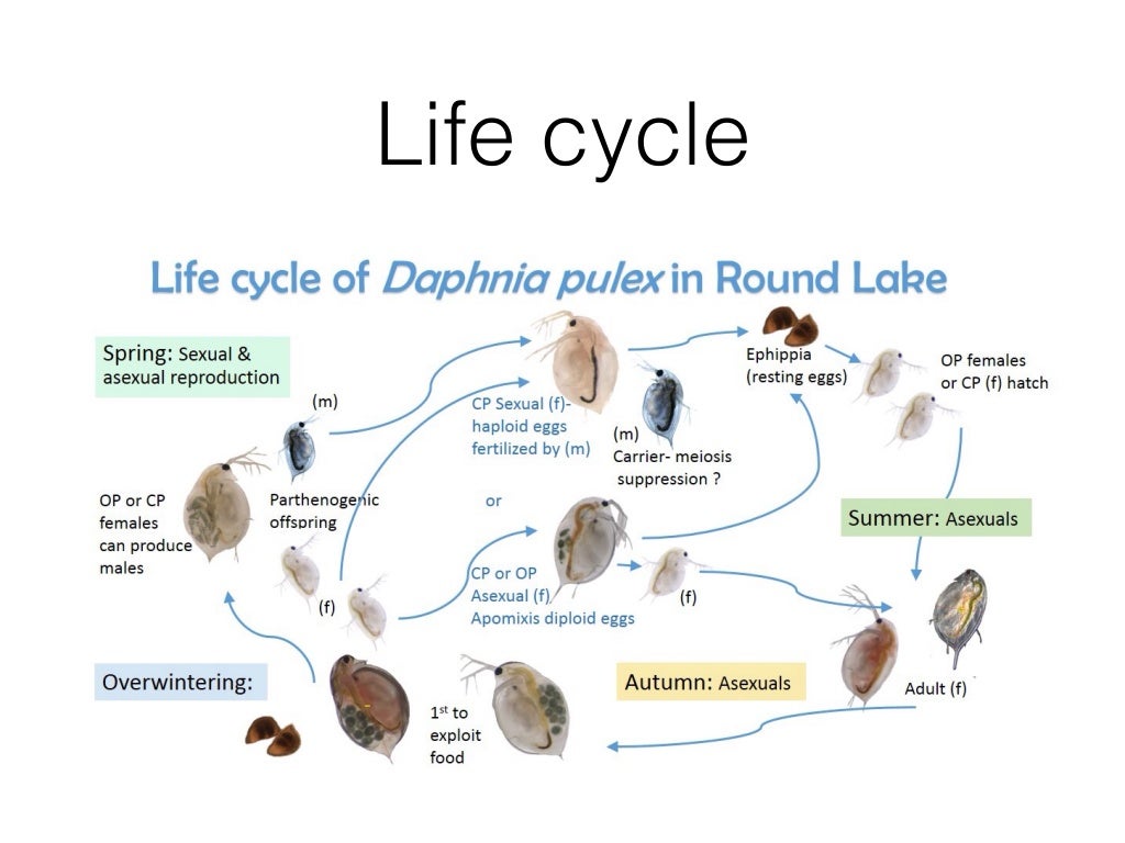 Daphnia