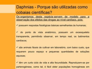 Daphnias - Porque são utilizadas como cobaias científicas?  Os organismos desta espécie servem de modelo para a observação dos efeitos das drogas ao nível cardíaco, pois: possuem respostas fisiológicas básicas semelhantes às humanas;  do ponto de vista anatómico, possuem um exoesqueleto transparente, permitindo observar, em tempo real, os batimentos cardíacos; são animais fáceis de cultivar em laboratório, com baixo custo, que requerem pouco espaço e pequenas quantidades de soluções aquosas; têm um curto ciclo de vida e alta fecundidade. Reproduzem-se por partenogénese, como tal, é fácil obter populações homogéneas em termos de tamanho, idade e sexo.  