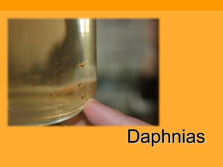 Daphnias 