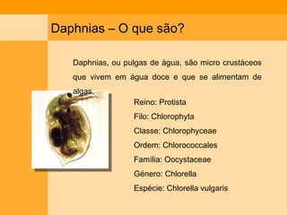 Daphnias – O que são? Daphnias, ou pulgas de água, são micro crustáceos que vivem em água doce e que se alimentam de algas. Reino: Protista Filo: Chlorophyta Classe: Chlorophyceae Ordem: Chlorococcales Família: Oocystaceae Género: Chlorella Espécie: Chlorella vulgaris 