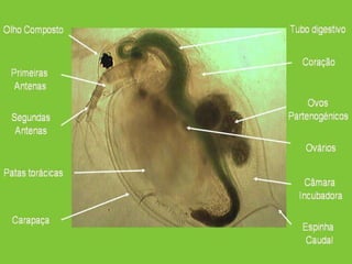 Daphnias - morfologia 
