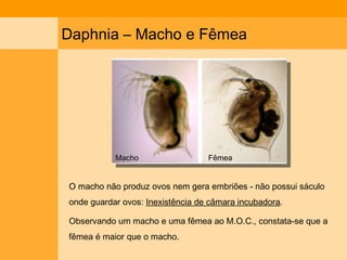Daphnia – Macho e Fêmea Macho Fêmea O macho não produz ovos nem gera embriões - não possui sáculo onde guardar ovos:  Inexistência de câmara incubadora . Observando um macho e uma fêmea ao M.O.C., constata-se que a fêmea é maior que o macho. 