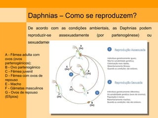 Daphnias – Como se reproduzem? De acordo com as condições ambientais, as Daphnias podem reproduzir-se assexuadamente (por partenogénese) ou sexuadamente. A - Fêmea adulta com ovos (ovos partenogénicos); B - Ovo partenogénico C - Fêmea juvenil D - Fêmea com ovos de repouso E - Macho F - Gâmetas masculinos G - Ovos de repouso (Efípios) 