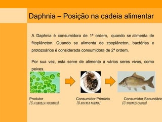 Daphnia – Posição na cadeia alimentar A Daphnia é consumidora de 1ª ordem,  quando se alimenta de fitoplâncton. Quando se alimenta de zooplâncton, bactérias e protozoários é considerada consumidora de 2ª ordem.  Por sua vez, esta serve de alimento a vários seres vivos, como peixes.  Produtor                          Consumidor Primário              Consumidor Secundário (Chlorella vulgaris)          (Daphnia magna)                      (Cyprinus carpio) 
