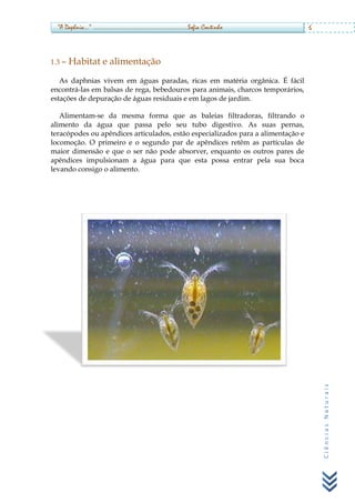 Daphnia