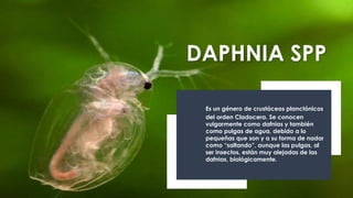 DAPHNIA SPP
Es un género de crustáceos planctónicos
del orden Cladocera. Se conocen
vulgarmente como dafnias y también
como pulgas de agua, debido a lo
pequeñas que son y a su forma de nadar
como “saltando”, aunque las pulgas, al
ser insectos, están muy alejadas de las
dafnias, biológicamente.
 