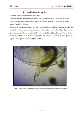 Chapitre II Matériels et méthodes
40
4.2 Identification de l’espèce
L’espèce daphnia magna se caractérise par :
Un bord dorsal du post-abdomen échancré juste après l’anus, cette échancrure sépare les
épines anales en deux séries ; épine caudale de longueur variable ; carène latérale sur les
valves ; femelle :4 à 6 mm.
Biotopes de petites dimensions aux eaux très chargée en matière organique et très peu
oxygénées : étangs recevant du purin, mares à canards, bassins d’épandage d’eaux usée ;
généralement dans les espaces d’eau libre entre les herbiers d’hélophytes ou d’hydrophytes ;
nutrition par filtration de bactéries, de détritus très fins en suspension, de nannoplancton ;
espèces thermophile : commune. (Amoros 1984).
Figure 2.6: Critère clé de détermination de daphnia magna (photo personnelle)
 