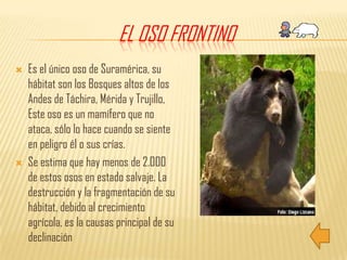 El Oso FrontinoEs el único oso de Suramérica, su hábitat son los Bosques altos de los Andes de Táchira, Mérida y Trujillo, Este oso es un mamífero que no ataca, sólo lo hace cuando se siente en peligro él o sus crías.Se estima que hay menos de 2.000 de estos osos en estado salvaje. La destrucción y la fragmentación de su hábitat, debido al crecimiento agrícola, es la causas principal de su declinación