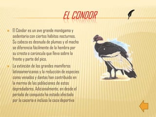 El CondorEl Cóndor es un ave grande monógama y sedentaria con ciertos hábitos nocturnos. Su cabeza es desnuda de plumas y el macho se diferencia fácilmente de la hembra por su cresta o carúncula que lleva sobre la frente y parte del pico.La extinción de los grandes mamíferos latinoamericanos y la reducción de especies como venados y dantas han contribuido en la merma de las poblaciones de estos depredadores. Adicionalmente, en desde el período de conquista ha estado afectado por la cacería e incluso la caza deportiva