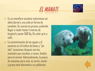 El ManatiEs un mamífero acuático voluminoso sin aleta dorsal y una cola en forma de canalete. Su cuerpo es grueso, pudiendo llegar a medir hasta 4 metros de longitud y pesar 500 Kg. De color gris o café.La contaminación de las aguas y el aumento en el tráfico de botes y "jet skis" ocasionan choques con los manatíes que resultan, a veces, fatales para el animal. Adicionalmente, la pesca de manatíes para usar su carne, aceite y grasa está afectando a su población.