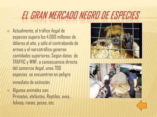 El Gran Mercado Negro de EspeciesActualmente, el tráfico ilegal de especies supera los 4.000 millones de dólares al año, y sólo el contrabando de armas y el narcotráfico generan cantidades superiores. Según datos  de TRAFFIC y WWF, a consecuencia directa del comercio ilegal, unas 700 especies  se encuentran en peligro inmediato de extinción. Algunos animales son:Primates, elefantes, Reptiles, aves, felinos, ranas, peces, etc.