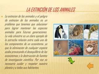 La Extinción de los animalesLa extincion de los animales y el peligro de extincion de los animales es un problema que tenemos que solucionar para lograr mantener las especies animales para futuras generaciones La vida silvestre es un claro ejemplo de la estrecha relación entre cada uno de los componentes de un ecosistema, ya que la eliminación de cualquier especie acaba provocando el desequilibrio de los ecosistemas y la destrucción de fuentes de investigación científica. Por eso es necesario cuidar y respetar nuestro planeta y a todos sus habitantes.