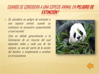 Cuando se considera a una especie animal en peligro de extinción? Se considera en peligro de extinción a una especie animal, cuando su existencia se encuentra comprometida a nivel mundial.      Esto es debido generalmente a la fulminacionde un recurso del cual dependen todas y cada una de las especie, ya sea por parte de la acción del hombre, o simplemente a cambios en el ecosistema