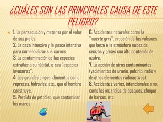 1. La persecución y matanza por el valor de sus pieles. 2. La caza intensiva y la pesca intensiva para comercializar sus carnes. 3. La contaminación de las especies extrañas a su hábitat, o sea "especies invasoras". 4. Los grandes emprendimientos como represas, hidrovías, etc., que el hombre construye. 5. Pérdida de petróleo, que contaminan los mares. 6. Accidentes naturales como la "muerte gris", erupción de los volcanes que lanza a la atmósfera nubes de cenizas y gases con alto contenido de azufre. 7. La acción de otros contaminantes (yacimientos de uranio, polonio, radio y de otros elementos radioactivos) 8. Accidentes varios, intencionales o no, como los incendios de bosques, choque de barcos, etc.¿Cuáles son las principales causa de este peligro? 
