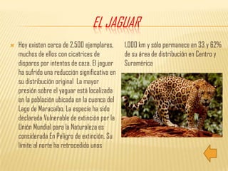 El jaguarHoy existen cerca de 2.500 ejemplares, muchos de ellos con cicatrices de disparos por intentos de caza. El jaguar ha sufrido una reducción significativa en su distribución original  La mayor presión sobre el yaguar está localizada en la población ubicada en la cuenca del Lago de Maracaibo. La especie ha sido declarada Vulnerable de extinción por la Unión Mundial para la Naturaleza es considerada En Peligro de extinción, Su límite al norte ha retrocedido unos 1.000 km y sólo permanece en 33 y 62% de su área de distribución en Centro y Suramérica