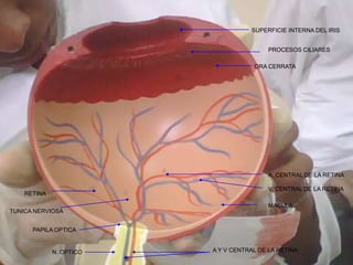 ORA CERRATA
PROCESOS CILIARES
SUPERFICIE INTERNA DEL IRIS
A. CENTRAL DE LA RETINA
V. CENTRAL DE LA RETINA
RETINA
TUNICA NERVIOSA
PAPILA OPTICA
MACULA
A Y V CENTRAL DE LA RETINAN. OPTICO
 
