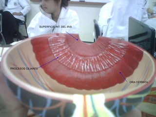 ORA CERRATA
PROCESOS CILIARES
SUPERFICIE INT. DEL IRIS
 