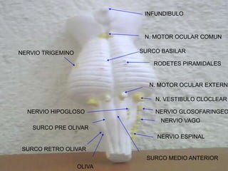 INFUNDIBULO
N. MOTOR OCULAR COMUN
RODETES PIRAMIDALES
NERVIO TRIGEMINO
N. MOTOR OCULAR EXTERNO
SURCO BASILAR
SURCO MEDIO ANTERIOR
N. VESTIBULO CLOCLEAR
NERVIO GLOSOFARINGEO
NERVIO ESPINAL
NERVIO VAGO
SURCO PRE OLIVAR
SURCO RETRO OLIVAR
OLIVA
NERVIO HIPOGLOSO
 