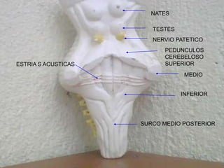 NATES
TESTES
NERVIO PATETICO
PEDUNCULOS
CEREBELOSO
SUPERIOR
MEDIO
INFERIOR
ESTRIA S ACUSTICAS
SURCO MEDIO POSTERIOR
 