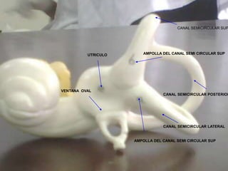 AMPOLLA DEL CANAL SEMI CIRCULAR SUP
CANAL SEMICIRCULAR SUP.
UTRICULO
CANAL SEMICIRCULAR LATERAL
CANAL SEMICIRCULAR POSTERIOR
VENTANA OVAL
AMPOLLA DEL CANAL SEMI CIRCULAR SUP
 