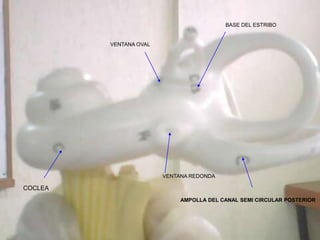 VENTANA REDONDA
BASE DEL ESTRIBO
VENTANA OVAL
AMPOLLA DEL CANAL SEMI CIRCULAR POSTERIOR
COCLEA
 