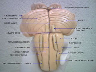 III N. coclear (motor ocular común)
V N. TRIGEMINO
VI N. ABDUCEN (MOTOR
OCULAR EXT)
ALILLAS
PUENTE
FACICULO LATERAL
SURCO ANTEROMEDIO LATERAL
RAIZ DEL PRIMER NERVIO CERVICAL
CORDON ANTERIOR
SURCO MEDIO ANT.
PIRAMIDES BULBARES ANT.
RODETES PIRAMIDALES
SURCO BASILAR
AGUJERO CIEGO
N. HIPOGLOSO
OLIVAS
RECTO POST OLIVAR
 