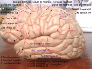 Surco pre-rolandico
Giro pre-rolandico Cisura de rolando Giro pos-rolandico
Surco pos-rolandico Giro parietal sup
Surco intra parietal
Giro parietal iinf
Giro frontal sup
Surco frontal sup
Giro frontal 1/2
Surco frontal inf
Giro frontal inf
1
2
3
4
5
6
1 Porción orbitaria
2 Porción triangular
3 Porción opercular
Giro temporal sup
Giro temporal 1/2
Giro temporal inf
4 surco temporal sup
5 surco temporal 1/2
6 Surco temporal inf
7
8
7 supra marginal
8 angular
 