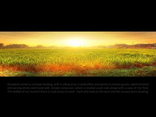 Reception center is a simple building, with a sitting area, a small office and pantry to receive guests, administration
and serving drinks and fused with. Simple restaurant, which is located south side ahead with a view of rice field.
The middle of our location there is road access to each - each villa leads to the west and the sunsets were amazing.
 