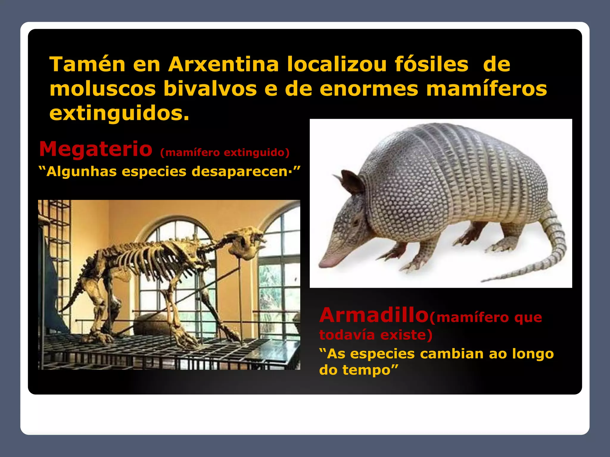 Tamén en Arxentina localizou fósiles de
 moluscos bivalvos e de enormes mamíferos
 extinguidos.
Megaterio     (mamífero extinguido)
“Algunhas especies desaparecen·”




                                      Armadillo(mamífero que
                                      todavía existe)
                                      “As especies cambian ao longo
                                      do tempo”
 