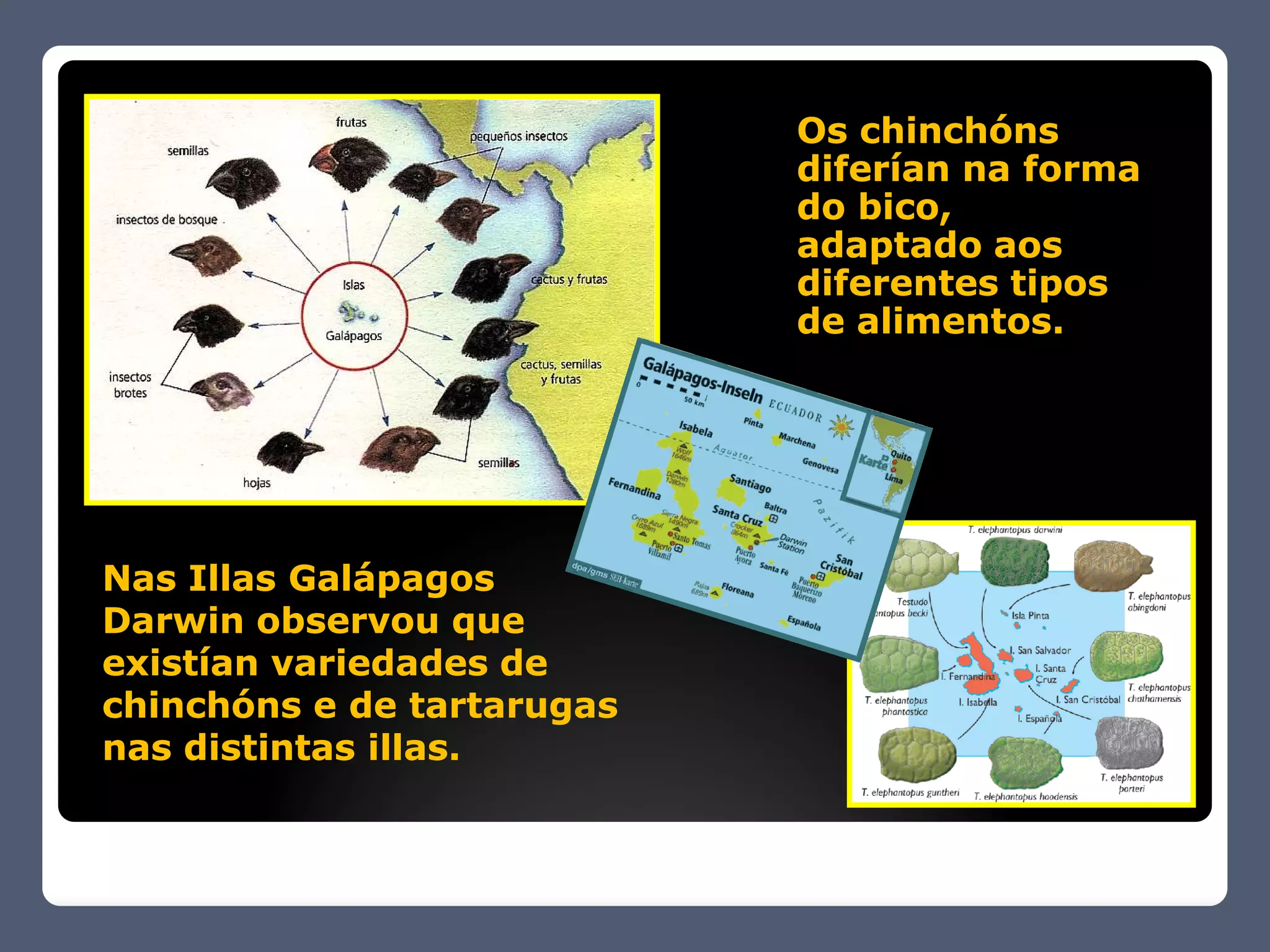 Os chinchóns
                            diferían na forma
                            do bico,
                            adaptado aos
                            diferentes tipos
                            de alimentos.




Nas Illas Galápagos
Darwin observou que
existían variedades de
chinchóns e de tartarugas
nas distintas illas.
 