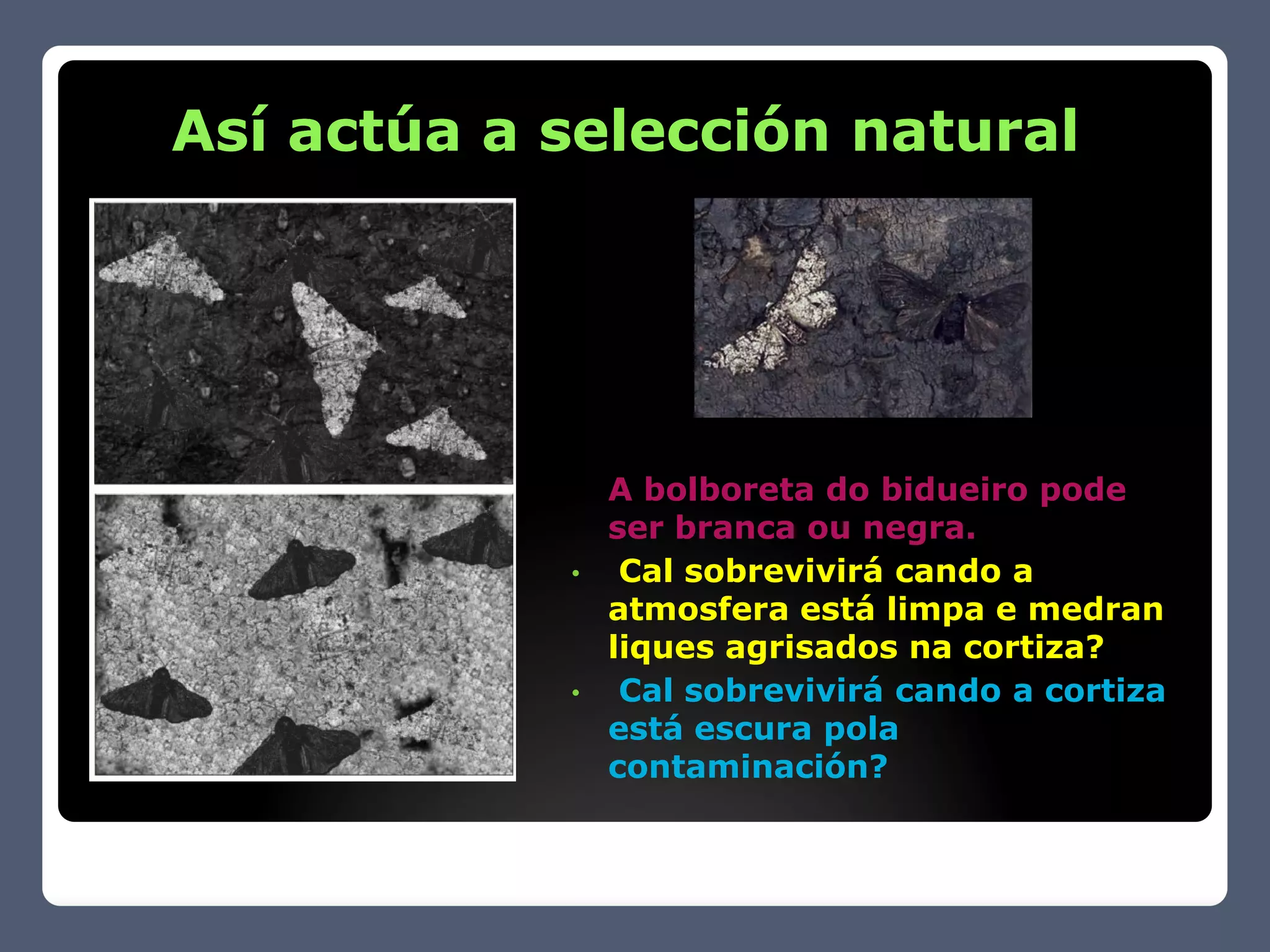 Así actúa a selección natural




              A bolboreta do bidueiro pode
              ser branca ou negra.
            •  Cal sobrevivirá cando a
              atmosfera está limpa e medran
              liques agrisados na cortiza?
            •  Cal sobrevivirá cando a cortiza
              está escura pola
              contaminación?
 