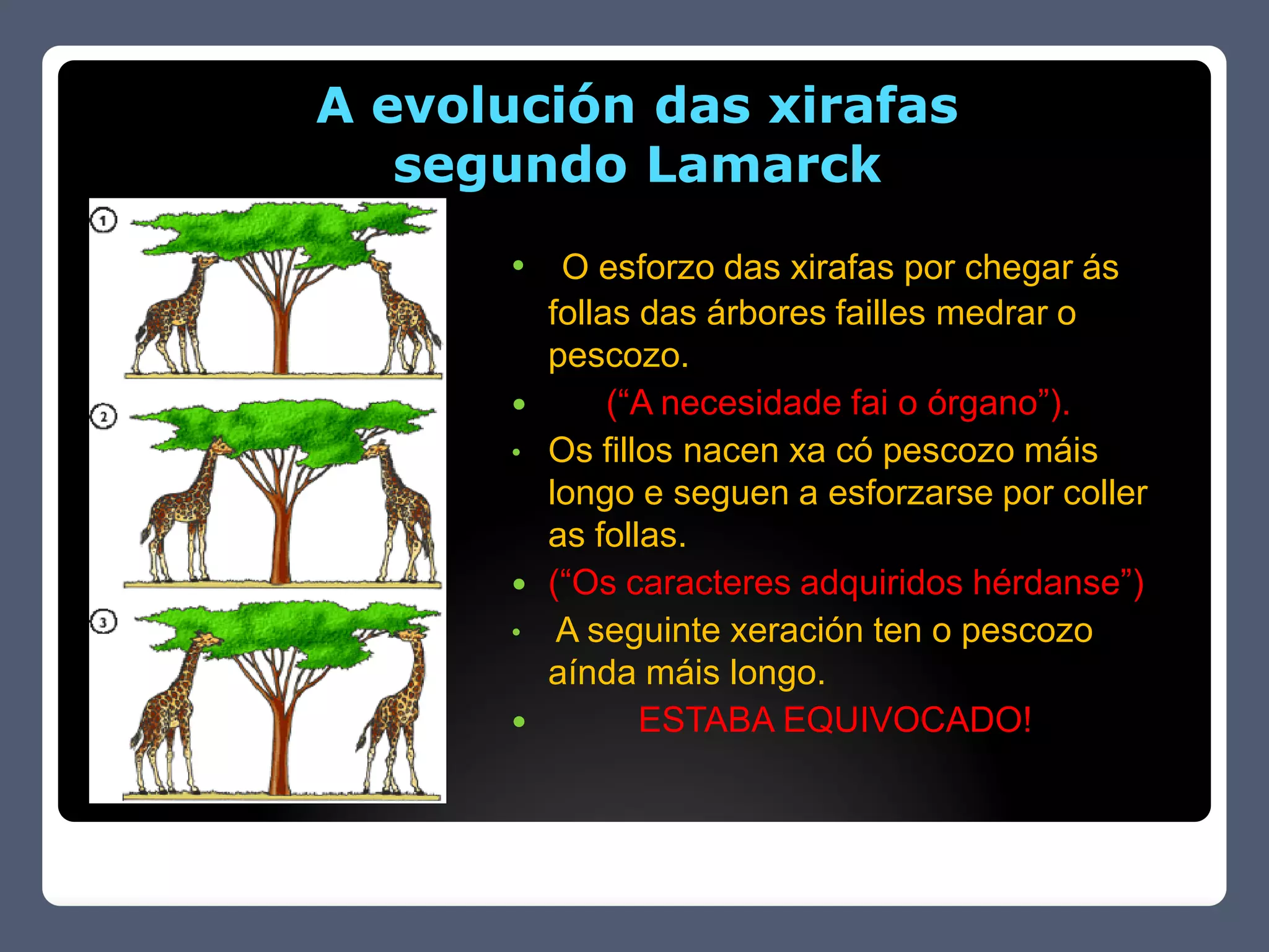 A evolución das xirafas
   segundo Lamarck
      • O esforzo das xirafas por chegar ás
          follas das árbores failles medrar o
          pescozo.
              (“A necesidade fai o órgano”).
      •   Os fillos nacen xa có pescozo máis
          longo e seguen a esforzarse por coller
          as follas.
         (“Os caracteres adquiridos hérdanse”)
      •    A seguinte xeración ten o pescozo
          aínda máis longo.
                ESTABA EQUIVOCADO!
 