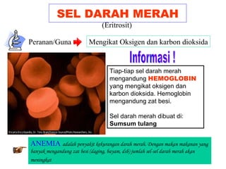 SEL DARAH MERAH Peranan/Guna : Mengikat Oksigen dan karbon dioksida Informasi ! Tiap-tiap sel darah merah mengandung  HEMOGLOBIN  yang mengikat oksigen dan karbon dioksida. Hemoglobin mengandung zat besi. Sel darah merah dibuat di:  Sumsum tulang ANEMIA   adalah penyakit kekurangan darah merah. Dengan makan makanan yang banyak mengandung zat besi (daging, bayam, dsb) jumlah sel-sel darah merah akan meningkat   (Eritrosit) 
