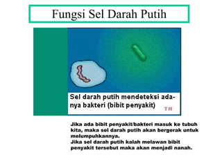 Fungsi Sel Darah Putih Jika ada bibit penyakit/bakteri masuk ke tubuh kita, maka sel darah putih akan bergerak untuk melumpuhkannya. Jika sel darah putih kalah melawan bibit penyakit tersebut maka akan menjadi nanah. 