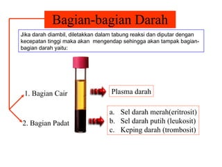 Bagian-bagian Darah Jika darah diambil, diletakkan dalam tabung reaksi dan diputar dengan kecepatan tinggi maka akan  mengendap sehingga akan tampak bagian-bagian darah yaitu: 1. Bagian Cair 2. Bagian Padat Plasma darah Sel darah merah(eritrosit) Sel darah putih (leukosit) Keping darah (trombosit) 