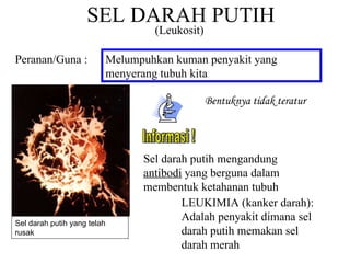 SEL DARAH PUTIH Peranan/Guna : Melumpuhkan kuman penyakit yang menyerang tubuh kita Bentuknya tidak teratur Informasi ! LEUKIMIA (kanker darah): Adalah penyakit dimana sel darah putih memakan sel darah merah  Sel darah putih yang telah rusak (Leukosit) Sel darah putih mengandung  antibodi  yang berguna dalam membentuk ketahanan tubuh 