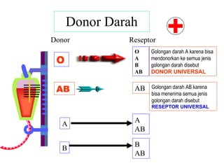Donor Darah Donor Reseptor O O A B AB AB AB A A AB B B AB Golongan darah A karena bisa mendonorkan ke semua jenis golongan darah disebut  DONOR UNIVERSAL Golongan darah AB karena bisa menerima semua jenis golongan darah disebut  RESEPTOR UNIVERSAL 