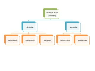 Sel Darah Putih
                                 (Leukosit)




               Granular                                   Agranular




Neutrophils   Eosinophils   Basophils           Lymphocytes           Monocytes
 