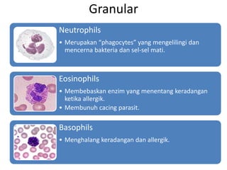 Granular
Neutrophils
• Merupakan “phagocytes” yang mengelilingi dan
  mencerna bakteria dan sel-sel mati.



Eosinophils
• Membebaskan enzim yang menentang keradangan
  ketika allergik.
• Membunuh cacing parasit.

Basophils
• Menghalang keradangan dan allergik.
 