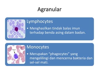 Agranular
Lymphocytes
• Menghasilkan tindak balas imun
  terhadap benda asing dalam badan.


Monocytes
• Merupakan “phagocytes” yang
  mengelilingi dan mencerna bakteria dan
  sel-sel mati.
 