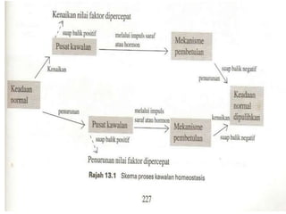 Darah-Anatomi & Fisiologi